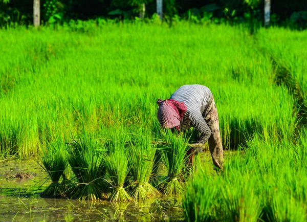 Een Vrouw Die Werkt Het Rijstveld Zuid Vietnam — Stockfoto