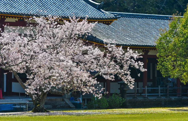 Flores Cerezo Con Edificio Antiguo Nara Japón Nara Antigua Capital —  Fotos de Stock