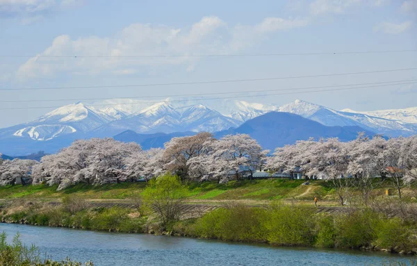 Kwiat Wiśni Shiroishi River Zao Pasmo Górskie Tło Miyagi Japonia — Zdjęcie stockowe