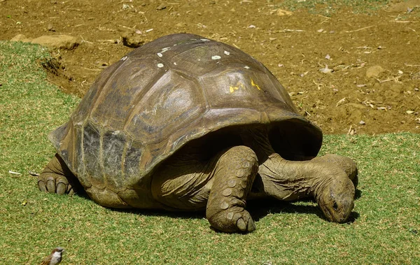 Tartaruga Gigante Parco Nella Giornata Sole — Foto Stock