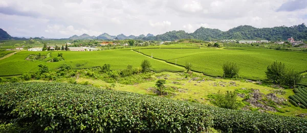 Campo Moc Chau Vietnam Moc Chau Plateau Conosciuto Come Una — Foto Stock