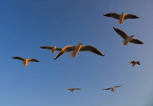 Gaivotas Voando Fundo Azul Céu Primavera — Fotografia de Stock