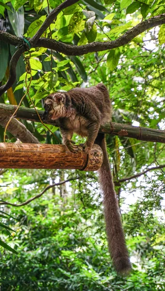 晴れた日の森の木の上の猿 — ストック写真