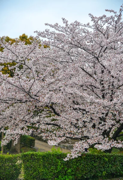 Japanische Kirschblüten Zur Frühlingszeit Kyoto Japan — Stockfoto