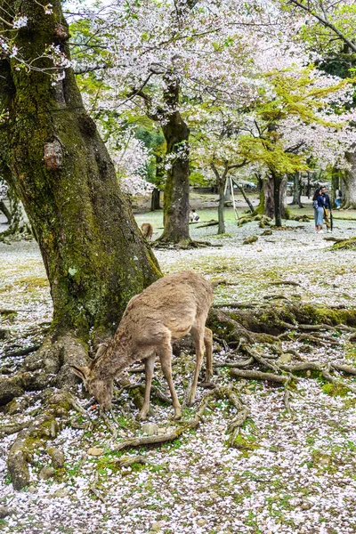 Wildhirsche Nara Park Japan Einem Sonnigen Tag Der Kirschblütensaison — Stockfoto