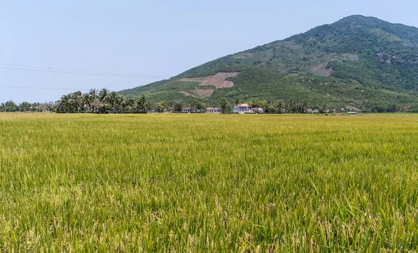 Ρύζι Καλοκαίρι Στο Δέλτα Του Μεκόνγκ Νότιο Βιετνάμ — Φωτογραφία Αρχείου