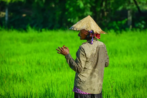 Giang Vietnam Sep 2017 Woman Working Rice Field Sunny Day — Stock Photo, Image