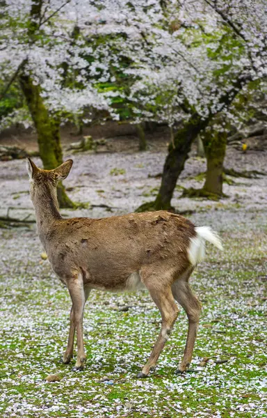 Άγρια Ελάφια Στο Πάρκο Nara Ιαπωνία Κατά Διάρκεια Μιας Ηλιόλουστης — Φωτογραφία Αρχείου