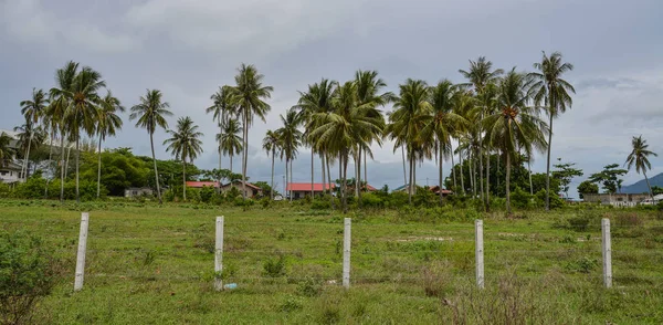 Alberi Cocco Nella Piantagione Sull Isola Langkawi Malesia — Foto Stock