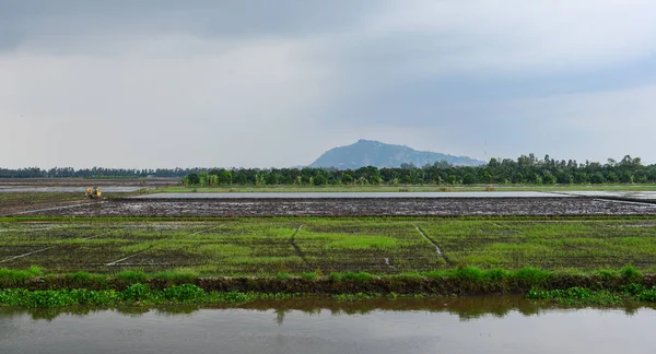 Rijstveld Zomerdag Zuid Vietnam — Stockfoto