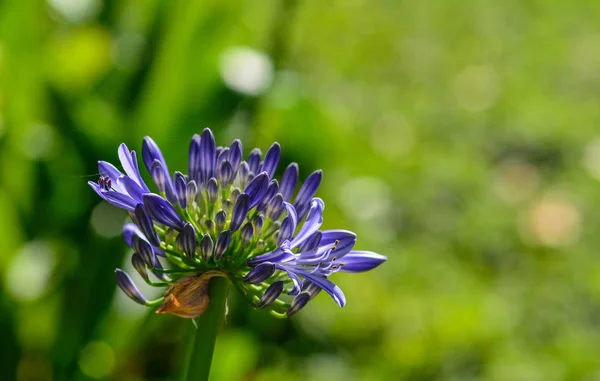 African Lily Agapanthus Lily Nile Botanic Garden Dalat Vietnam — Stock Photo, Image