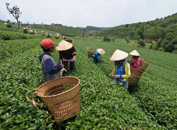 Asyalı Işçiler Lat Vietnam Plantasyonda Çay Hasat Lat Vietnam Iyi — Stok fotoğraf