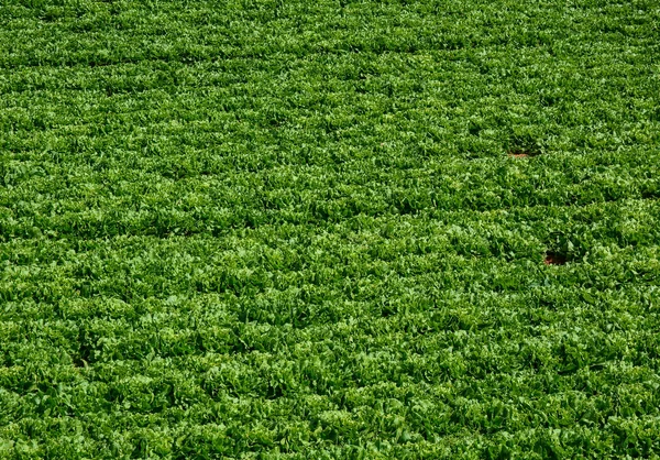 Legumes Verdes Campo Primavera — Fotografia de Stock
