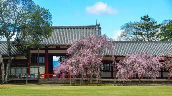 Nara Japonya Kiraz Çiçeği Ile Antik Budist Tapınağı Todai — Stok fotoğraf