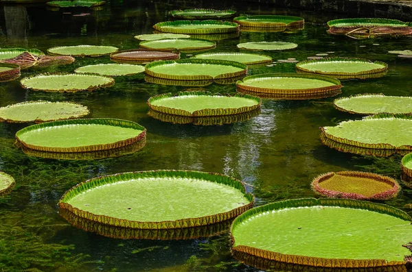 モーリシャス島のサー シーウーサグル ラングーラム植物園の池に巨大なスイユリ ビクトリア アマゾニカ — ストック写真