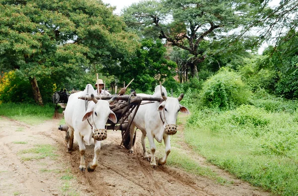 Paysage Rural Incroyable Avec Deux Boeufs Blancs Tirant Chariot Avec — Photo