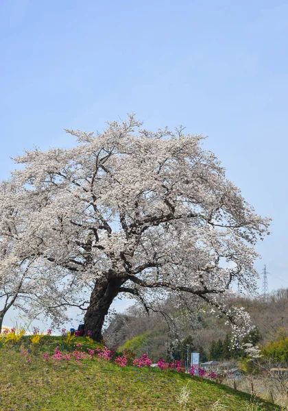 Вишня Цвітіння Поблизу Широши Річки Сонячний День Міягі Японія — стокове фото