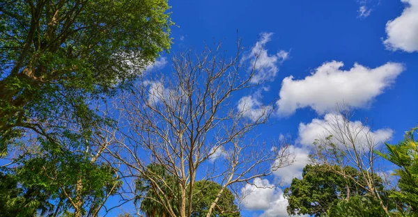 Сухое Дерево Ветви Мертвого Дерева Голубом Небе — стоковое фото