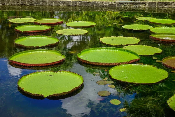 モーリシャス島のサー シーウーサグル ラングーラム植物園の池に巨大なスイユリ ビクトリア アマゾニカ — ストック写真