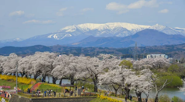 宮城県 2019年4月14日宮城県蔵王山脈を背景に桜 — ストック写真