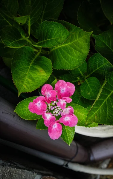 Flor Hortensias Púrpura Hydrangea Macrophylla Jardín Japonés — Foto de Stock