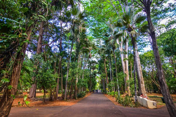 Mauritius Adası'ndaki botanik bahçesindeağaçlar. Mauritius Hint Okyanusu'nda yaklaşık 2.000 kilometre lik bir ada ülkesidir..