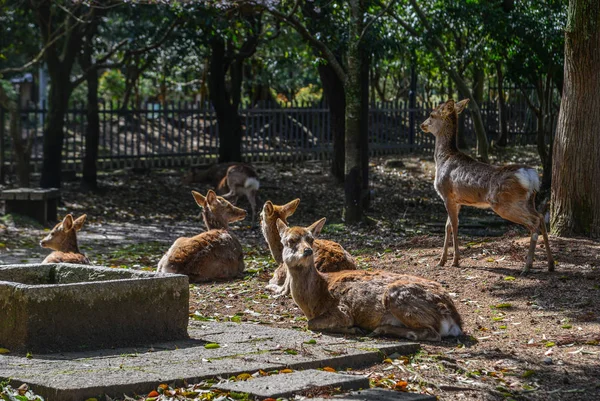 Divoká Zvěř Nara Parku Japonsko Jeleni Jsou Symbolem Nara Největší — Stock fotografie