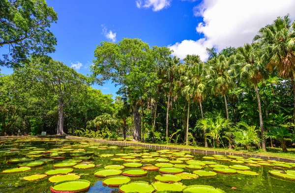 Giant water lilies (Victoria Amazonica) at Sir Seewoosagur Ramgoolam Botanic Garden on Mauritius Island.