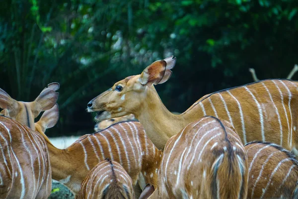 Žlutí Jeleni Jedí Trávu Slunečného Dne Zoo — Stock fotografie