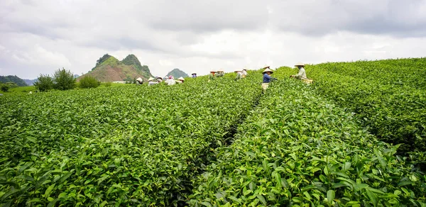 Moc Chau Vietnam Maggio 2016 Agricoltori Che Lavorano Sul Campo — Foto Stock