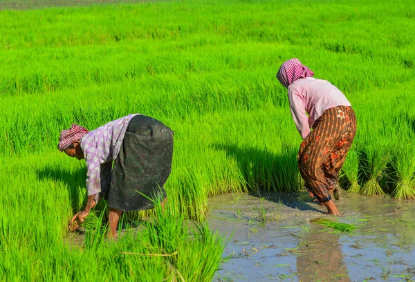 Giang Vietnam Eylül 2017 Giang Güney Vietnam Pirinç Tarlasında Çalışan — Stok fotoğraf