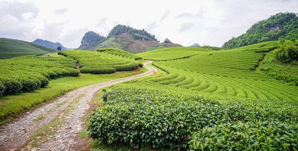 Campo Estate Moc Chau Vietnam Moc Chau Plateau Conosciuto Come — Foto Stock