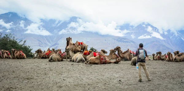 拉达克 2015年7月18日 在印度拉达克 骆驼在等着游客 拉达克是查谟和克什米尔地区最高的高原 大部分高原超过3000米 — 图库照片