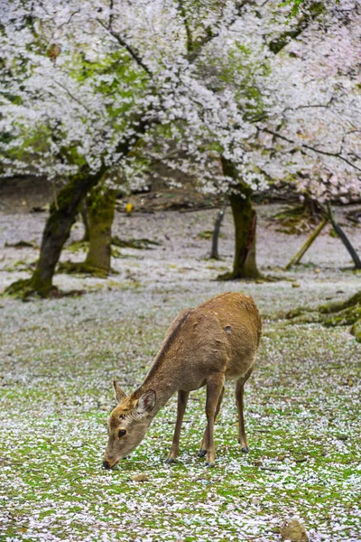 Άγρια Ελάφια Στο Πάρκο Nara Ιαπωνία Κατά Διάρκεια Μιας Ηλιόλουστης — Φωτογραφία Αρχείου