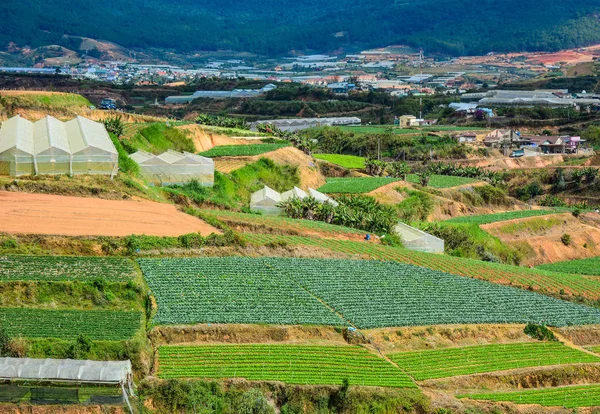 Vegetable Plantation Hill Dalat Vietnam — Stock Photo, Image