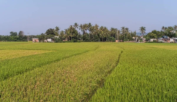 Risfält Solig Dag Mekongdeltat Södra Vietnam — Stockfoto