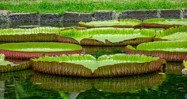 モーリシャス島のサー シーウーサグル ラングーラム植物園の池に巨大なスイユリ ビクトリア アマゾニカ — ストック写真