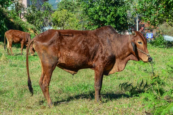 Äta Gräsytan Sommardag — Stockfoto