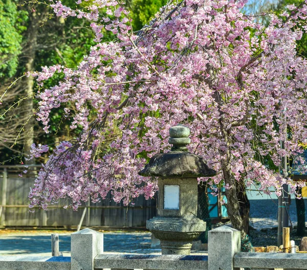 Flores Cerezo Japonesas Primavera Kyoto Japón —  Fotos de Stock