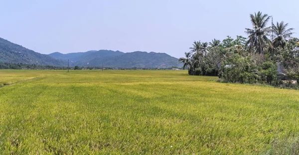 Ρύζι Καλοκαίρι Στο Δέλτα Του Μεκόνγκ Νότιο Βιετνάμ — Φωτογραφία Αρχείου