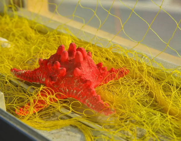 装飾のための黄色のネットを持つ赤いヒトデ クローズアップ — ストック写真