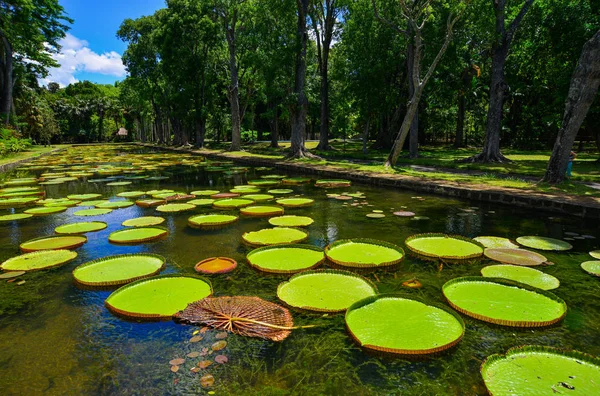 Giant water lilies (Victoria Amazonica) at Sir Seewoosagur Ramgoolam Botanic Garden on Mauritius Island.
