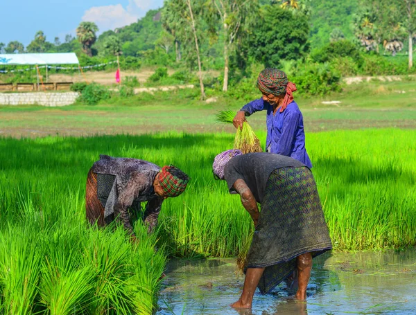 Giang Vietnam Septiembre 2017 Personas Que Trabajan Campo Arroz Giang — Foto de Stock