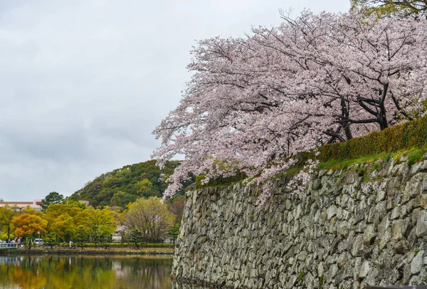 Kvetoucí Třešeň Kamenným Příkopem Himeji Japonsko — Stock fotografie