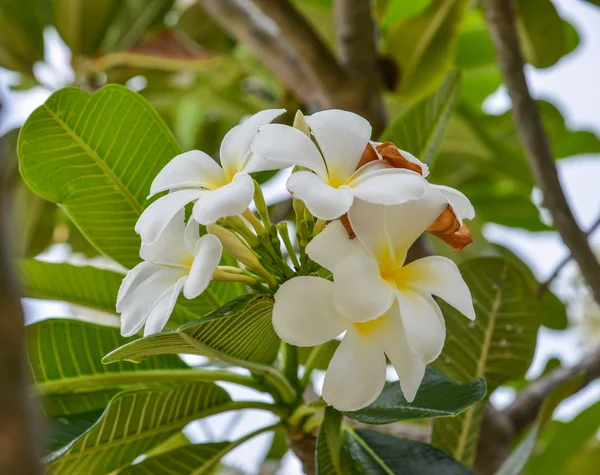 Λευκά Και Κίτρινα Φτερά Και Λουλούδια Φύλλα Στο Δέντρο — Φωτογραφία Αρχείου