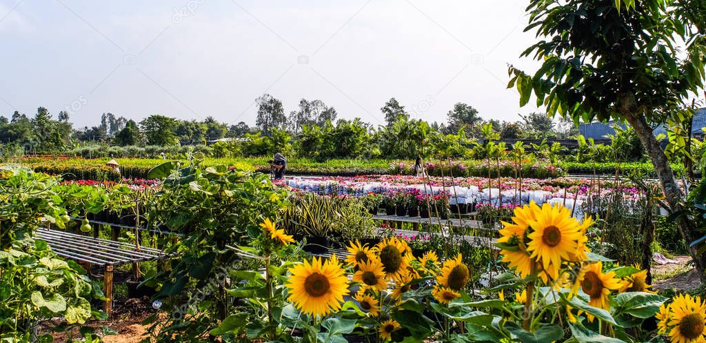Flower garden at spring time in Can Tho, Vietnam.