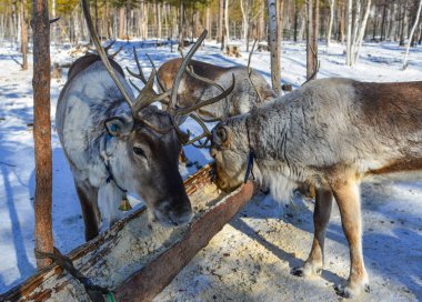 Heilongjiang, Çin 'deki kış parkında vahşi ren geyikleri..