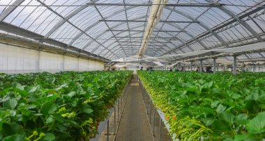 Nagoya, Japonya - 16 Mar 2018. İlkbaharda sera ekiminde çilek bitkileri ve meyveleri.