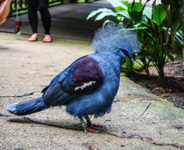 Mavi ve kırmızı bir Scheepmaker hayvanat bahçesinde yürüyen güvercin kuş taç.