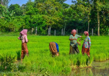 An Giang, Vietnam - 2 Eylül 2017. An Giang, Güney Vietnam pirinç tarlasında çalışan Vietnamlı kadınlar.